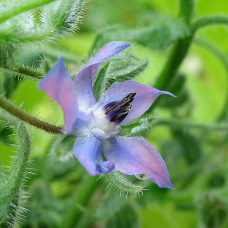 borage herb seeds fertiliser