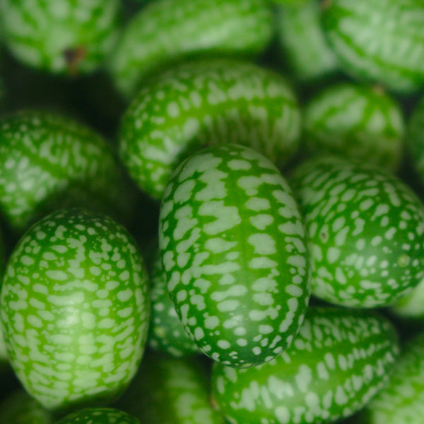 how to grow cucamelon