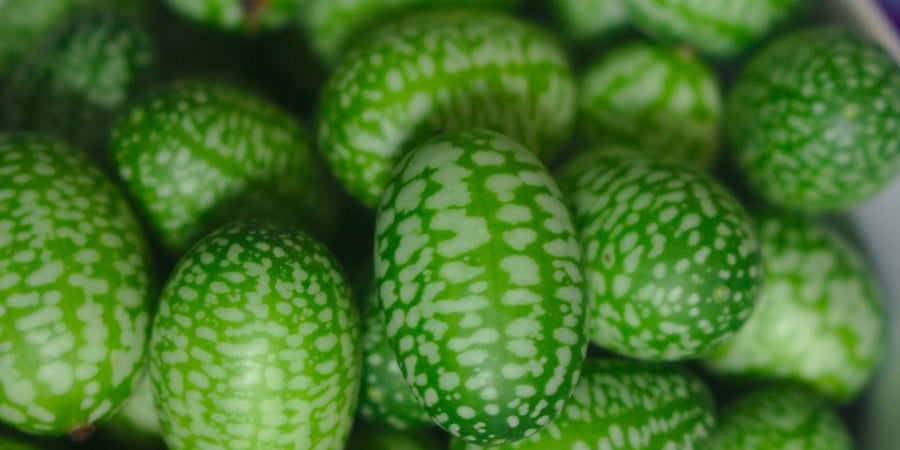 how to grow cucamelon