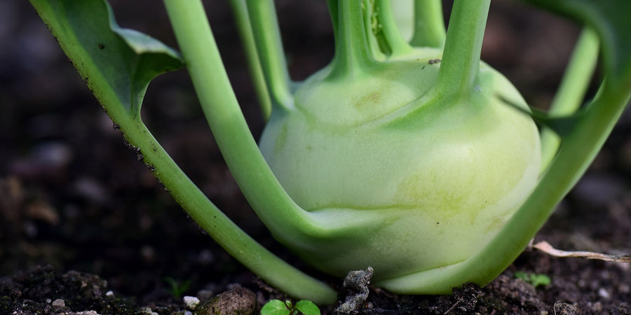 how to grow kohl rabi