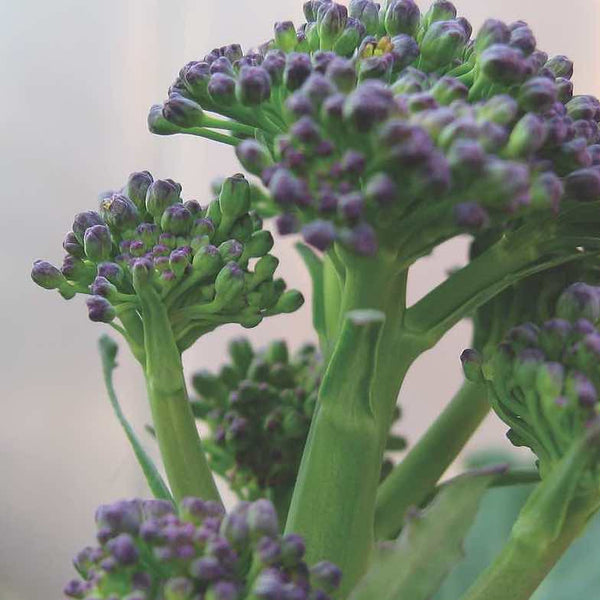How To Grow Purple sprouting broccoli growing guide