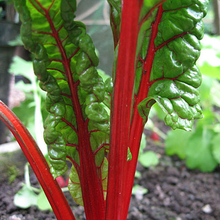 swiss chard bright lights vegetable seeds