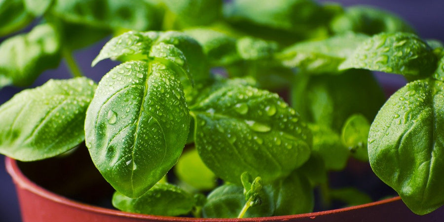 Basil Growing Guide