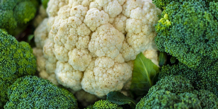 how to grow cauliflower