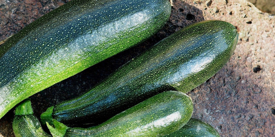 how to grow courgettes