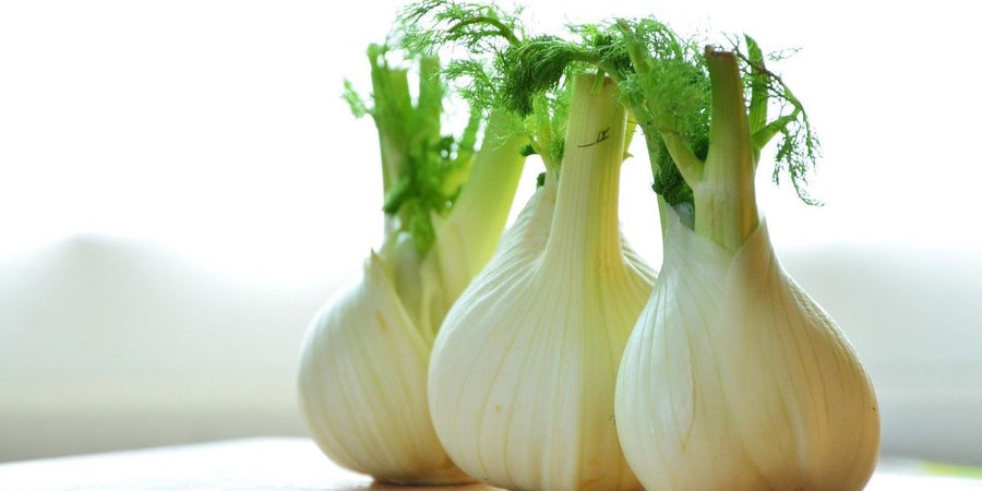 how to grow florence fennel