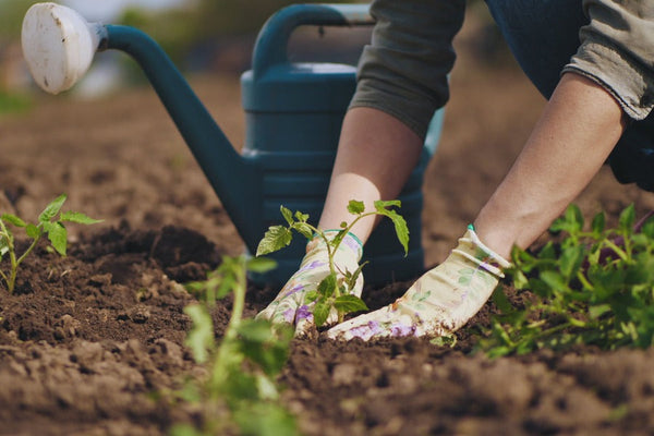 June Sowings & Advice