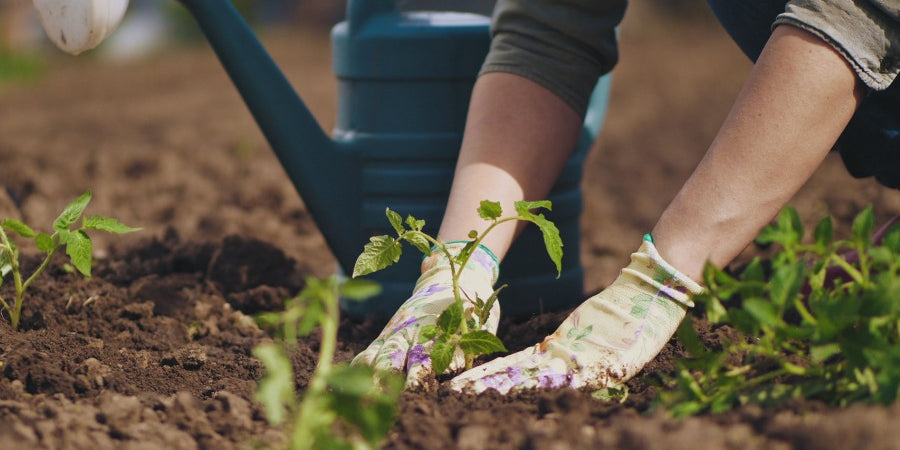 June Sowings & Advice