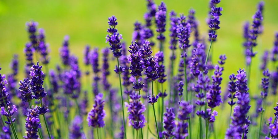 how to grow lavender