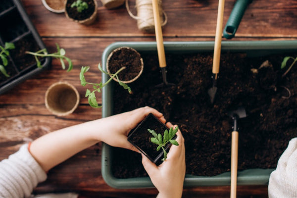 may sowing and growing advice
