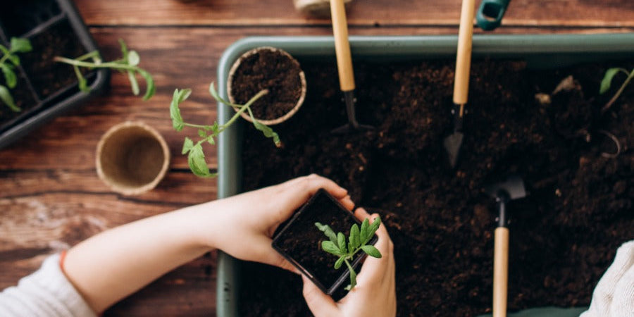 may sowing and growing advice
