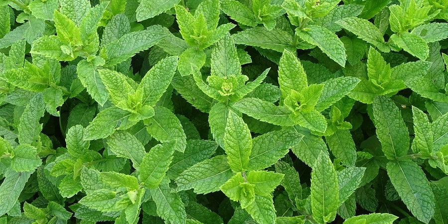 how to grow mint