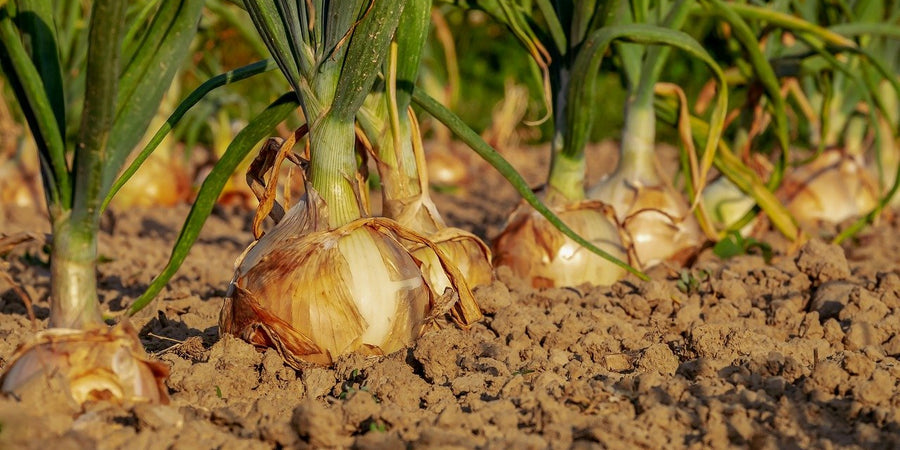 how to grow onion