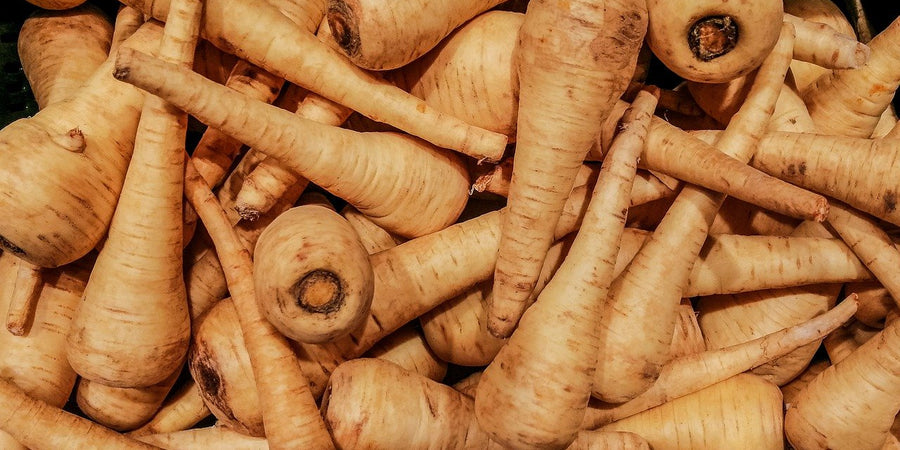 how to grow parsnip