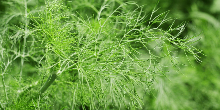 how to grow fennel