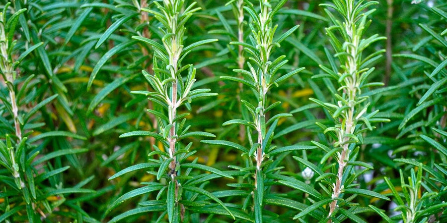 how to grow rosemary