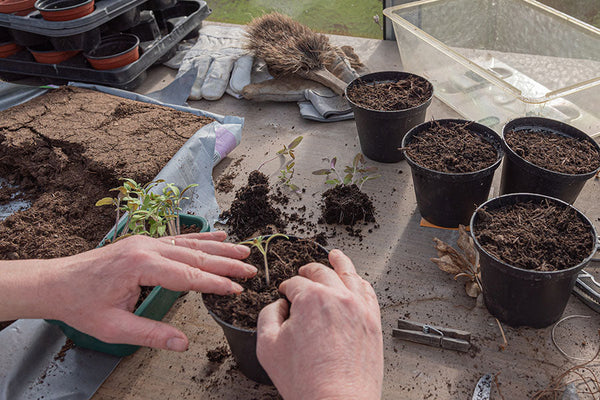 april sowing and advice