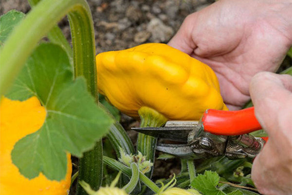 August Sowings & Advice
