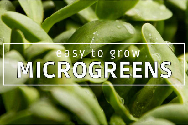 Microgreen growing made easy