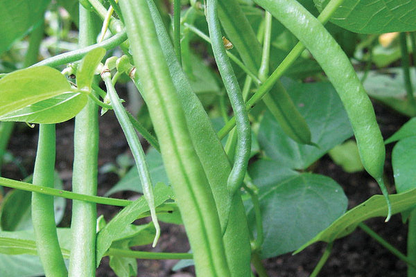 September Sowings & Advice