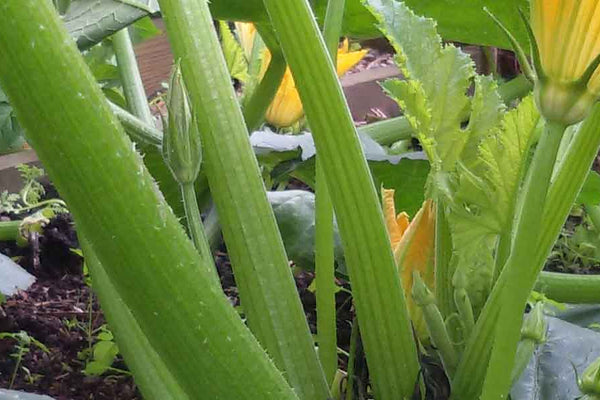 Should You Consider Crop Rotation For Your Vegetable Garden?