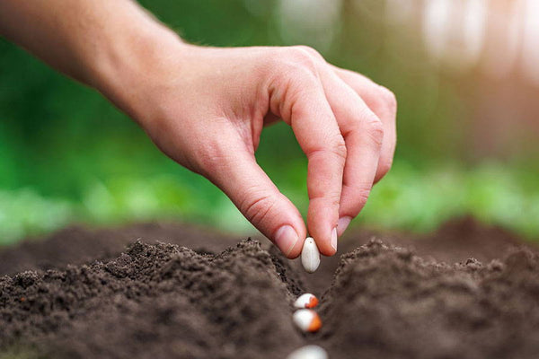 November Sowings & Advice