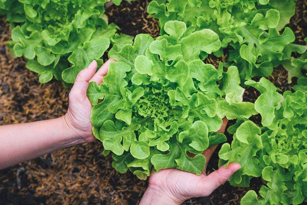 July Sowings & Advice