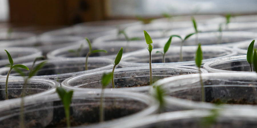 How to Care for Seedlings After Germination