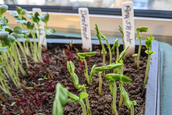 February Sowings & Advice