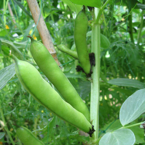 Broad Bean Seeds