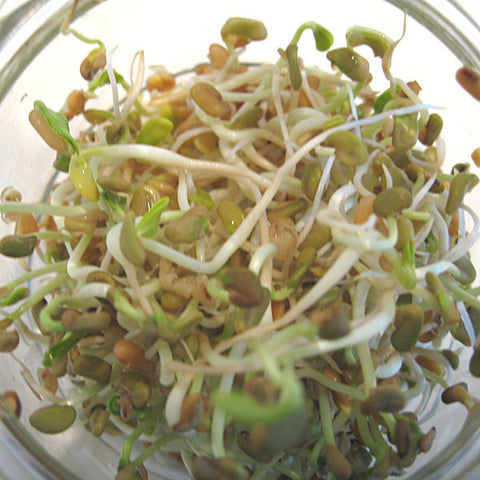 Sprouting Seeds