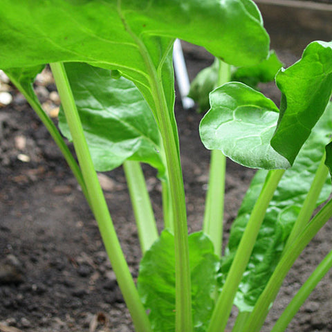 Perpetual Spinach Seeds
