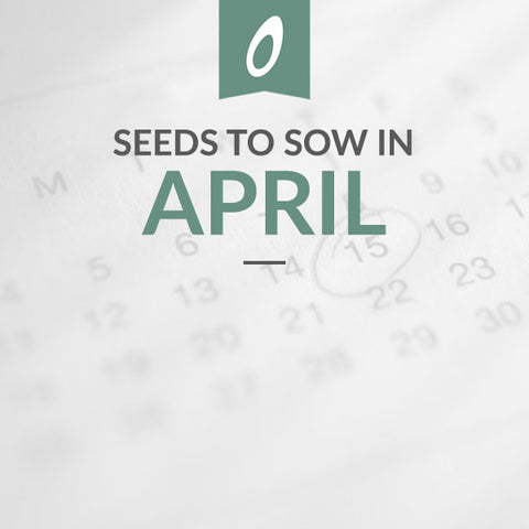 What to Sow in April