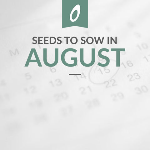 What to Sow in August