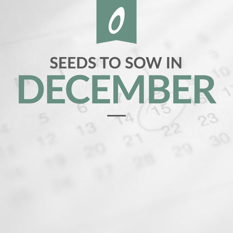 What to Sow in December