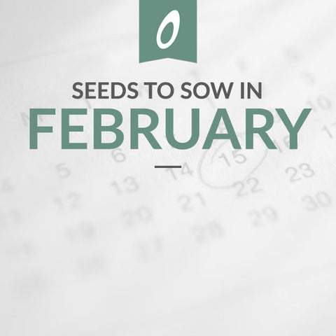 What to Sow in February