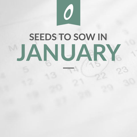 What to Sow in January