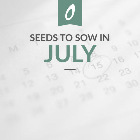 What to Sow in July