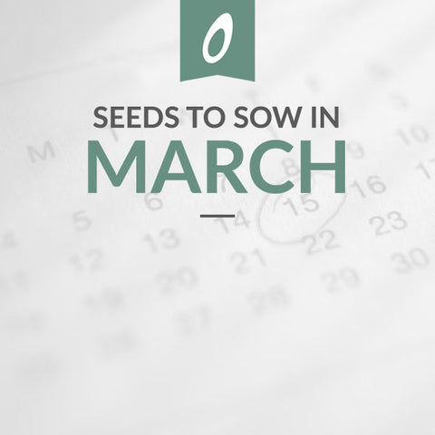 What to Sow in March