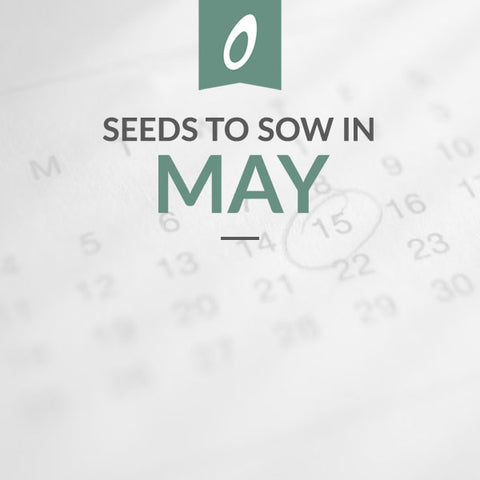 What to Sow in May