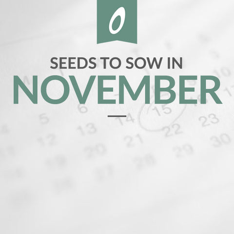 What to Sow in November