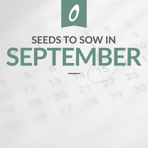 What to Sow in September