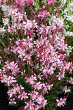 Gaura Emmeline 'Pink Bouquet' Cut Flower Seeds