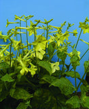 Nicotiana Lime Green Cut Flower Seeds