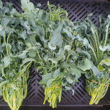 broccoli spigariello vegetable seeds