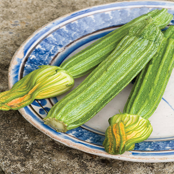 Zucchini Samen Latino F1 (15 Korn) | Buschig, Ertragreich, Costata Romanesco Typ | Von Bobby-Seeds