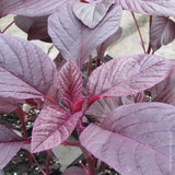 Amaranth Red Army Seeds
