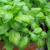 Basil Sweet Genovese Herb Seeds