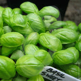 Basil Sweet Genovese Herb Seeds