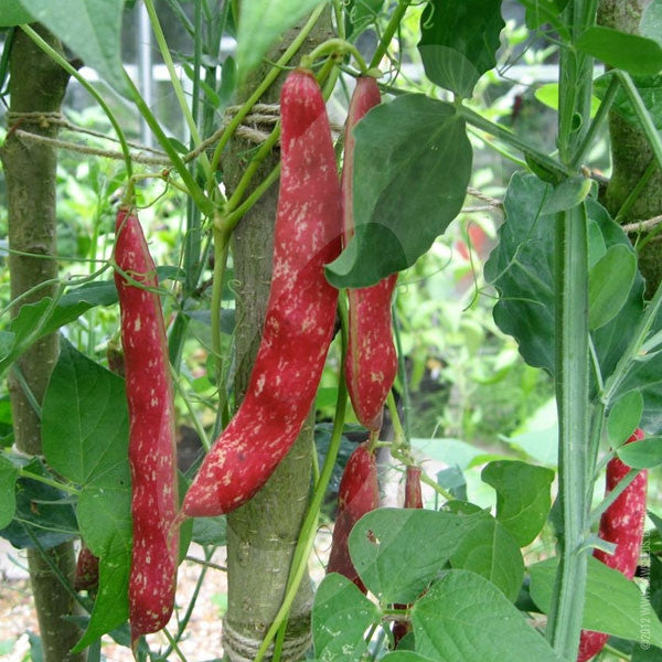Borlotti Bean Borlotto Lingua di Fuoco Seeds
